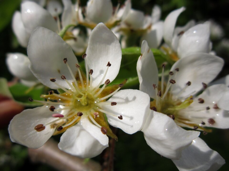 Bloom spring nature