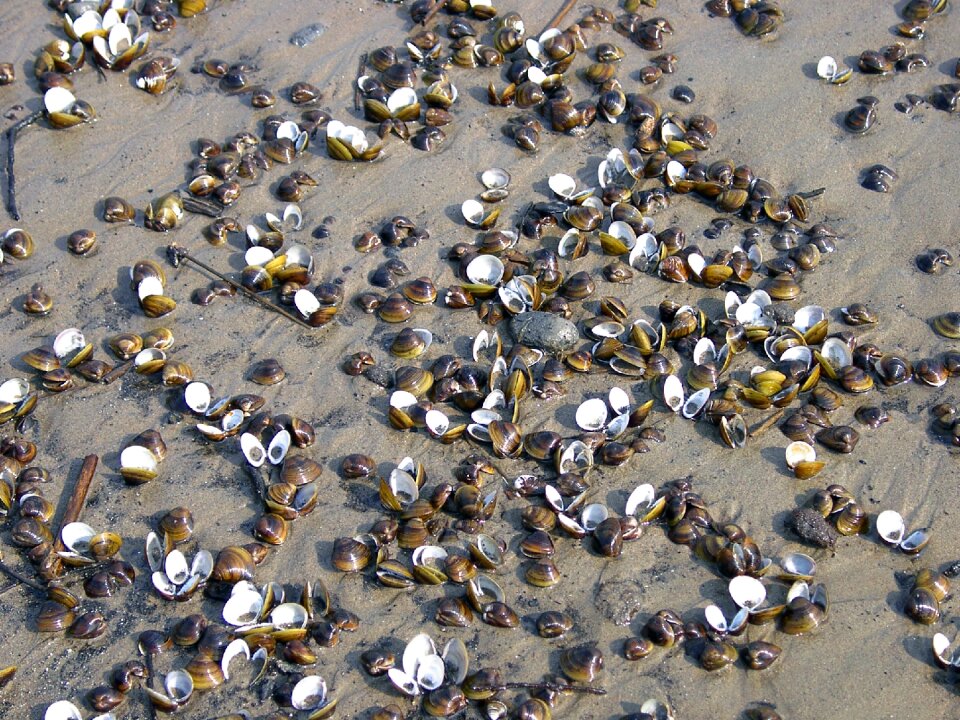 Shells river sand