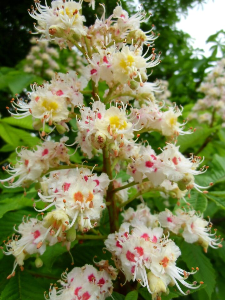 Medicinal plant white rosskastanie chestnut tree
