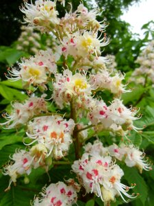 Medicinal plant white rosskastanie chestnut tree photo