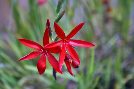 Grass river plant