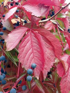 Climbing mauerwein climber plant red photo