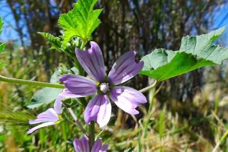Plant spring flowers