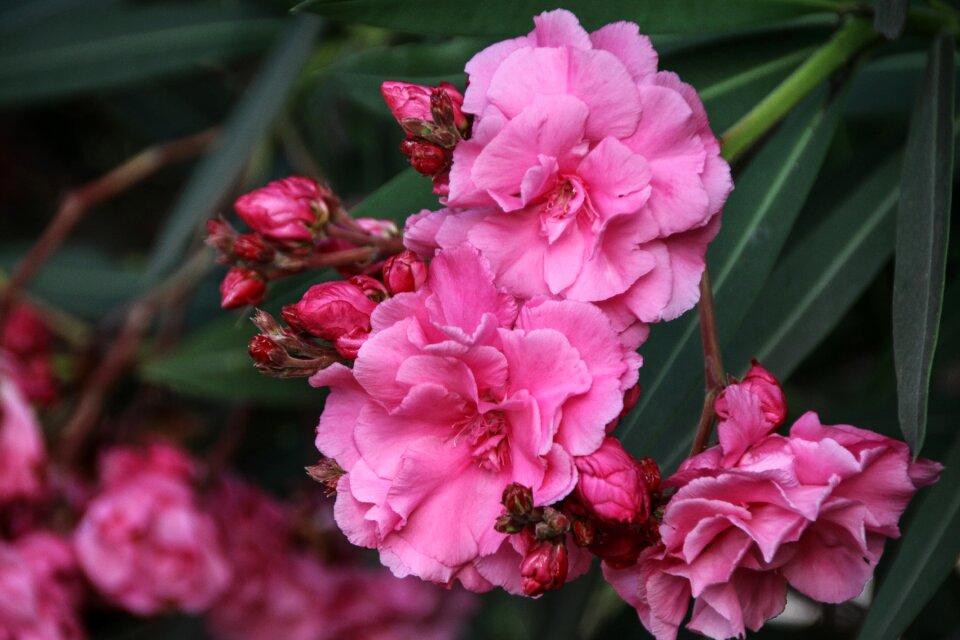 Garden flower summer