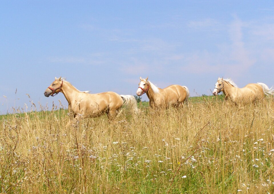 Animals meadow grass