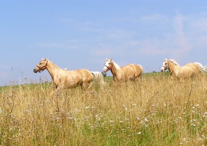 Animals meadow grass