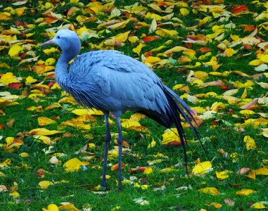 Flying rattle stork plumage
