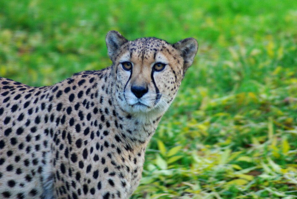 Predator wildcat big cat