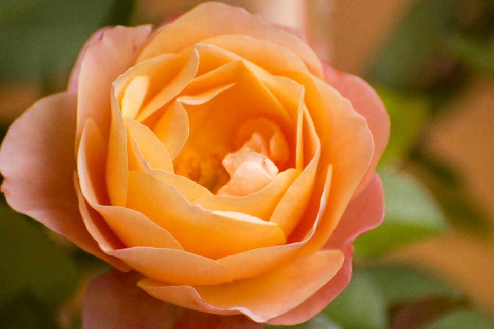 Garden roses close up summer