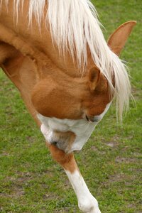 Brown horse hygiene funny