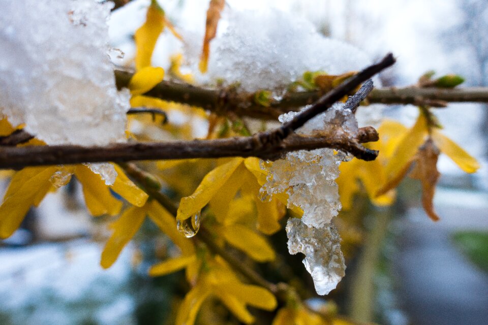 Drip frost forsythia photo