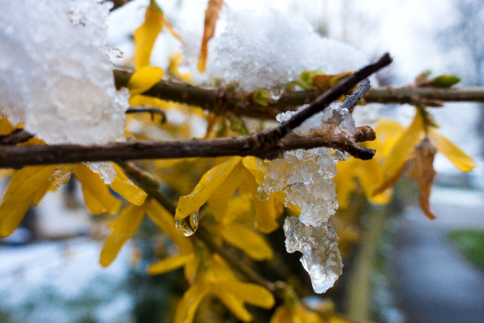 Drip frost forsythia