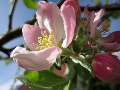 Bloom spring tree photo