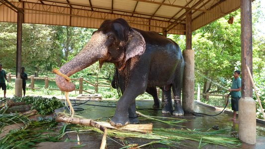 Slave people influential animals