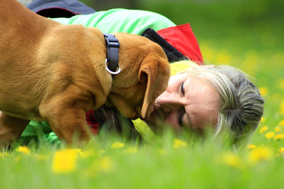 Mastiff de french