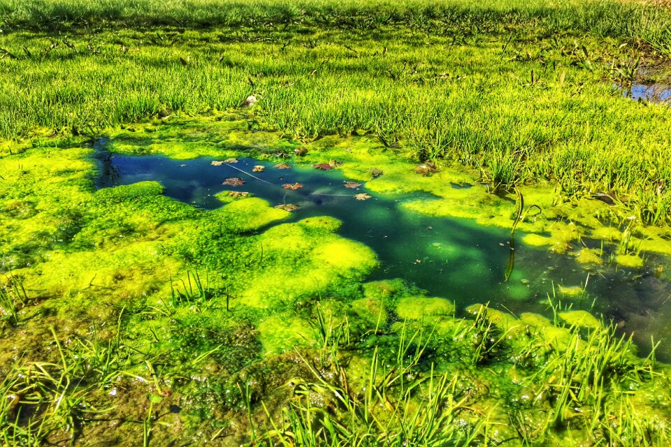 Green nature outdoors