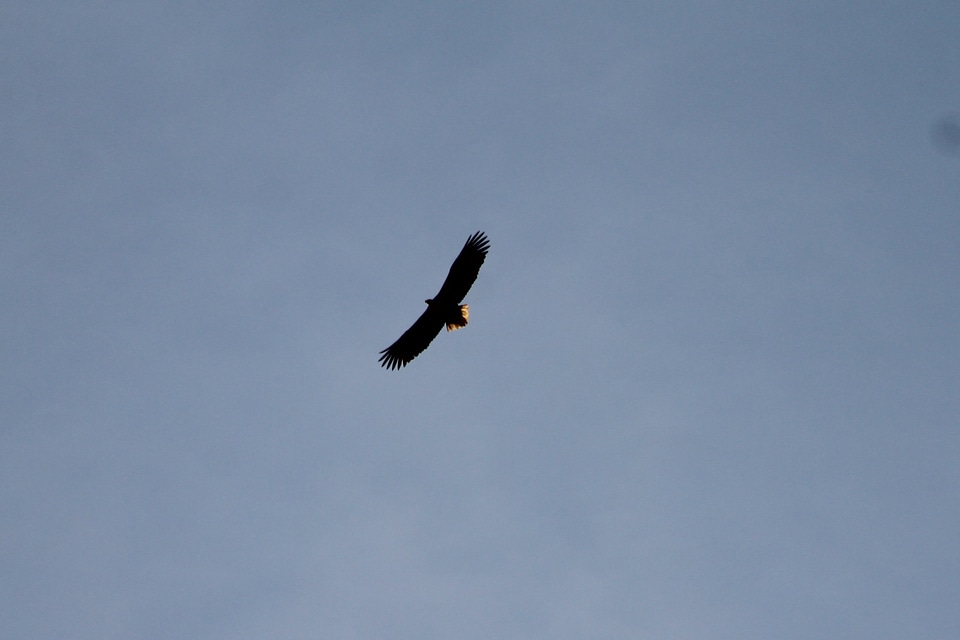 Bird fly sky