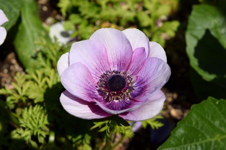 Wild flower violet photo