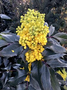 Bloom yellow flower