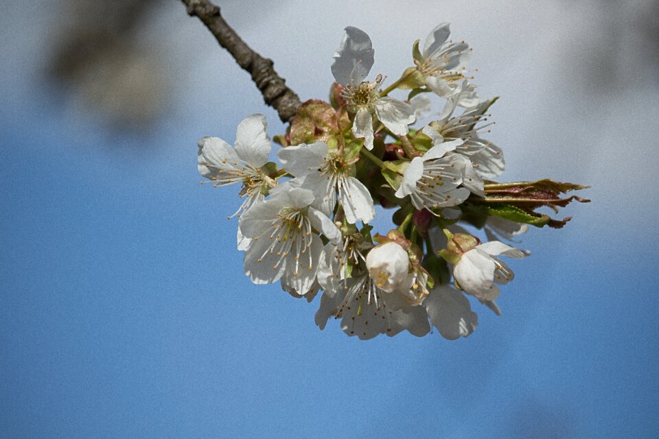 Cherry sprig of flowers blooms