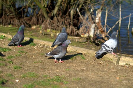 Bird fly animals photo