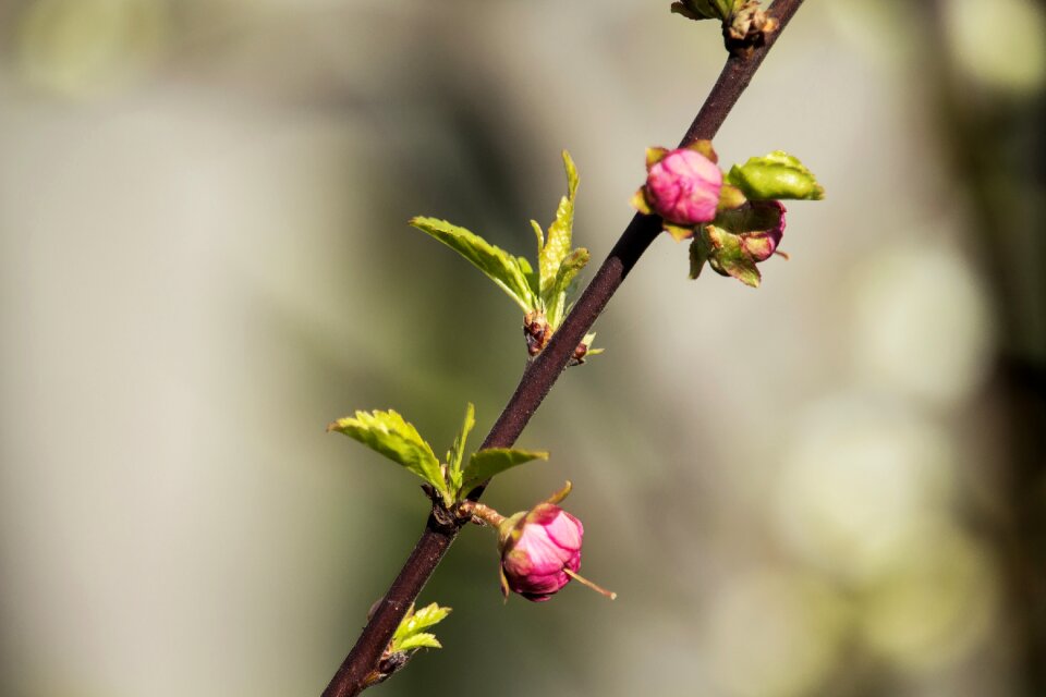 The buds garden sprig