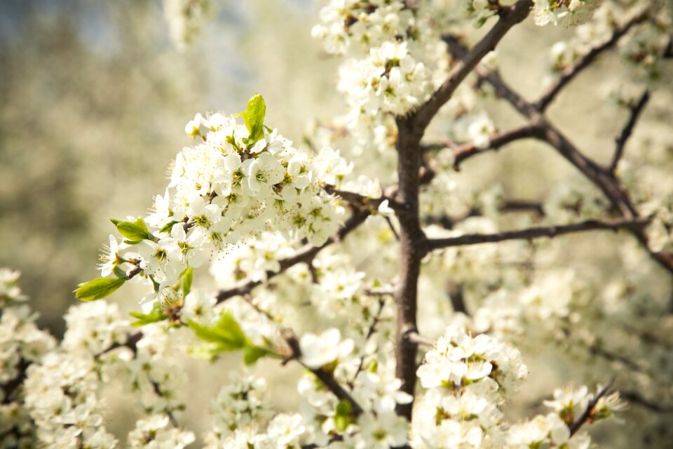 Apple tree spring nature