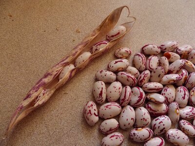 Vegetable red variety