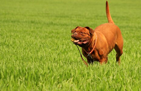 Mastiff de french