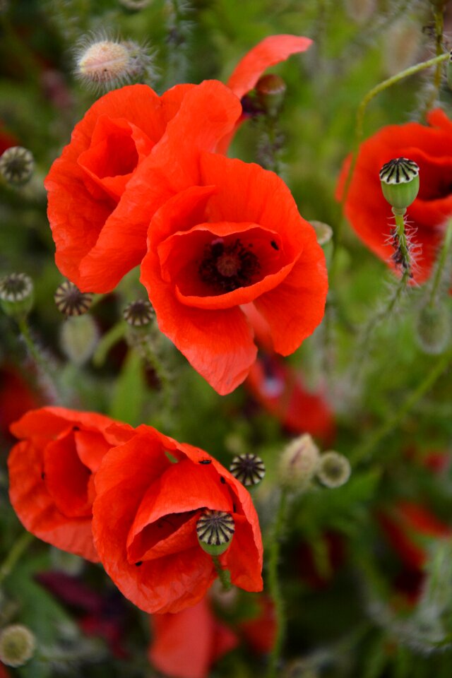 Klatschmohn red poppy poppy flower