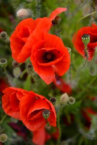 Klatschmohn red poppy poppy flower