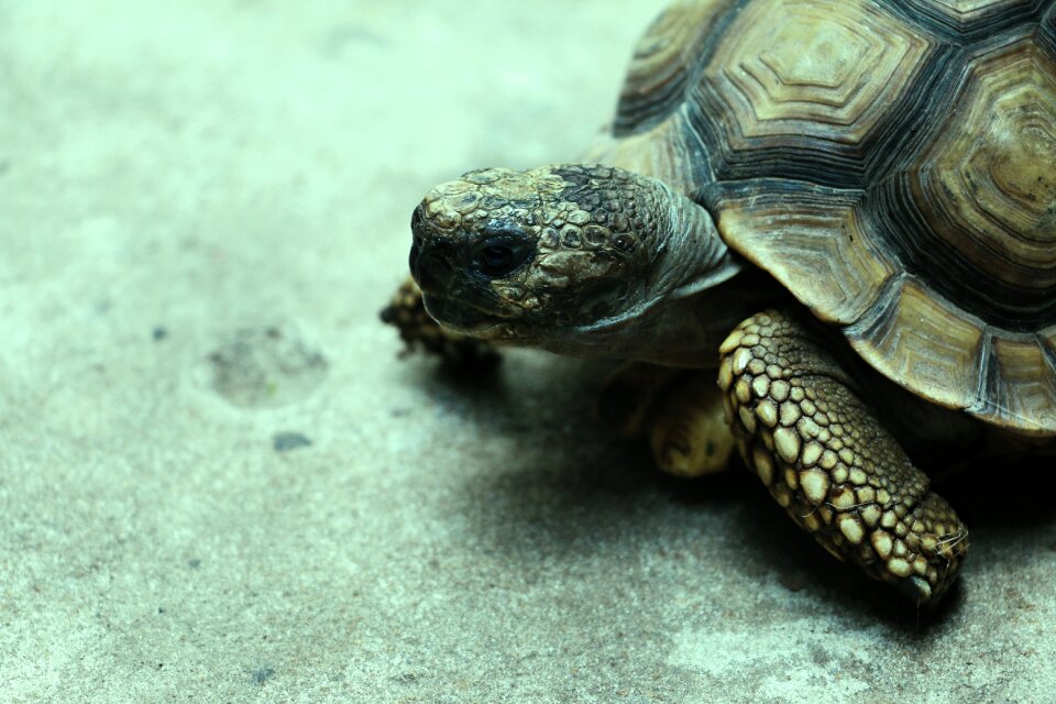 Reptile cold blood carapace toruta