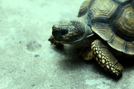 Reptile cold blood carapace toruta