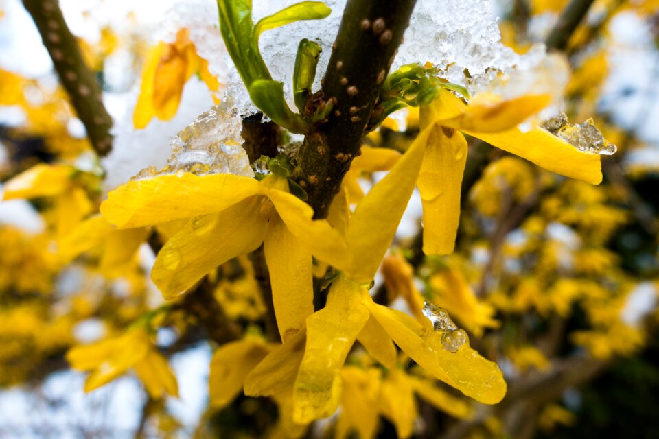 Forsythia garden forsythia gold lilac