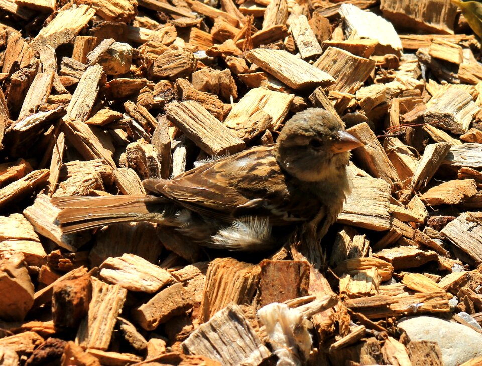 Sparrow bird young