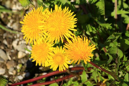 Yellow plant medicinal plant