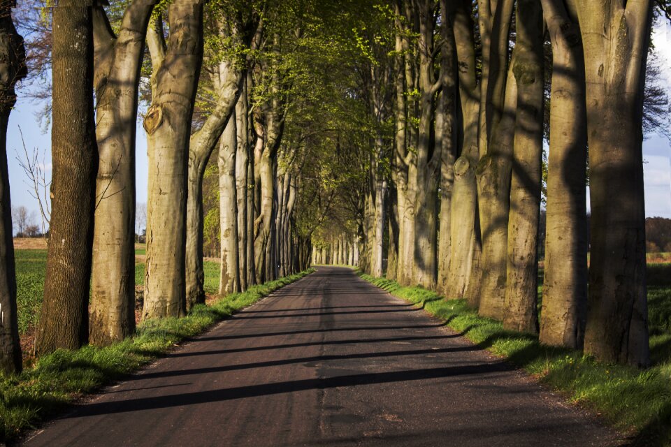 Landscape spring asphalt