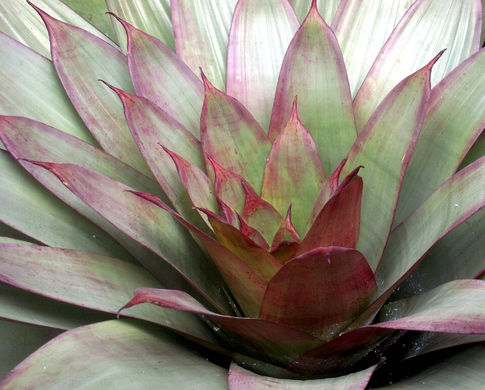 Succulent rosette wax flower rosette