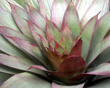 Succulent rosette wax flower rosette