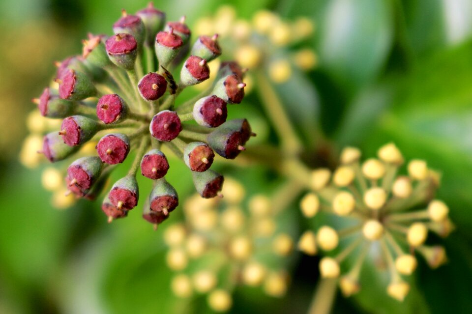 Nature seedpod food