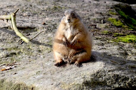 Nager close up marmot