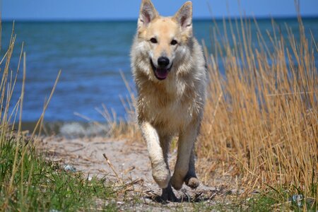 German shepherd hybrid beach sea