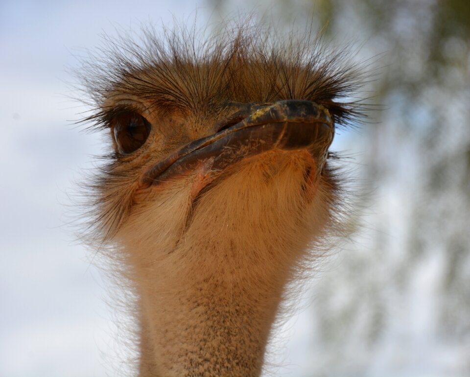 Bird nature animal world