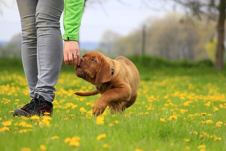 Mastiff de french