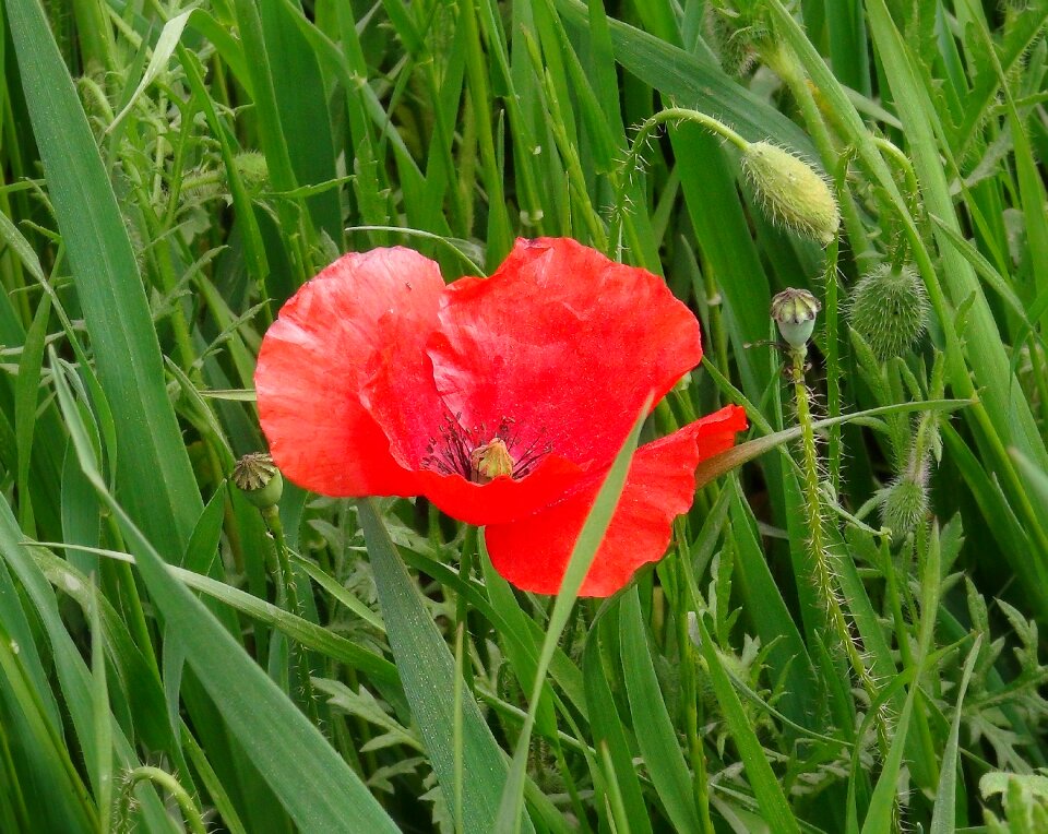 Red spring wild flowers