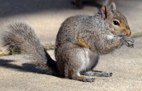 Cute eating furry photo