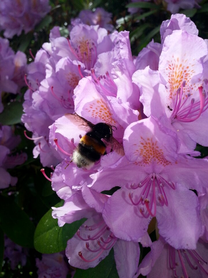 Nature plant flower