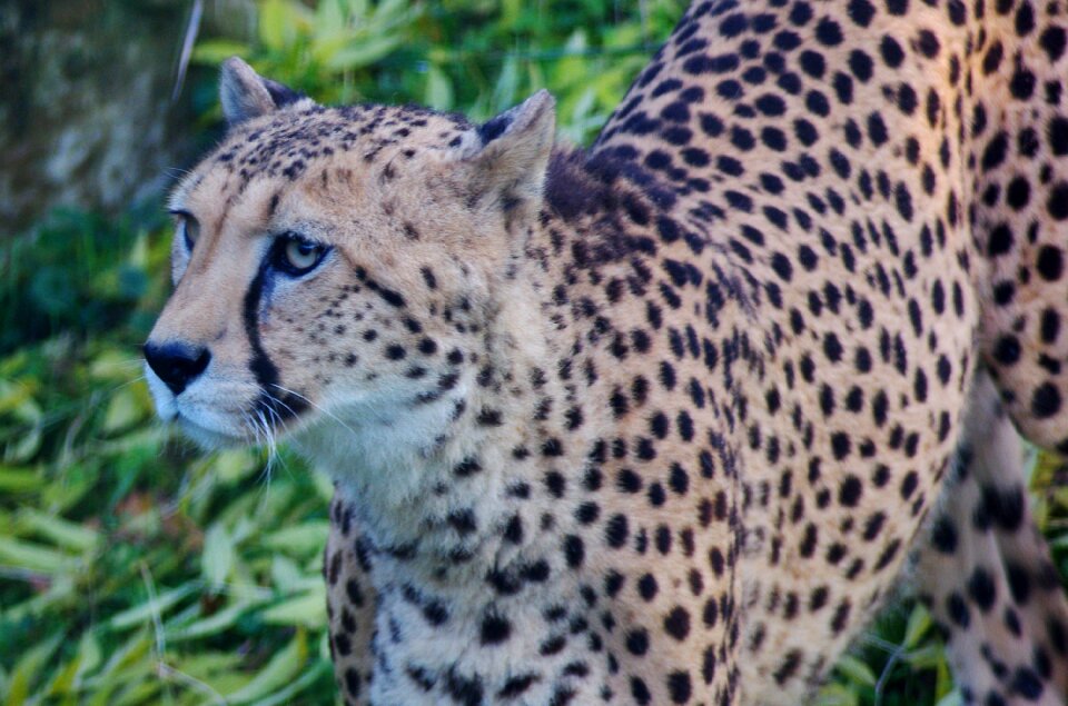 Predator wildcat wild
