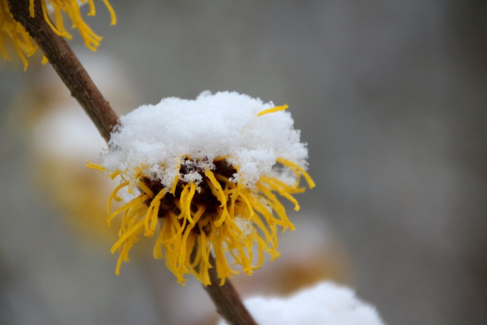 Cold snowed in snowy