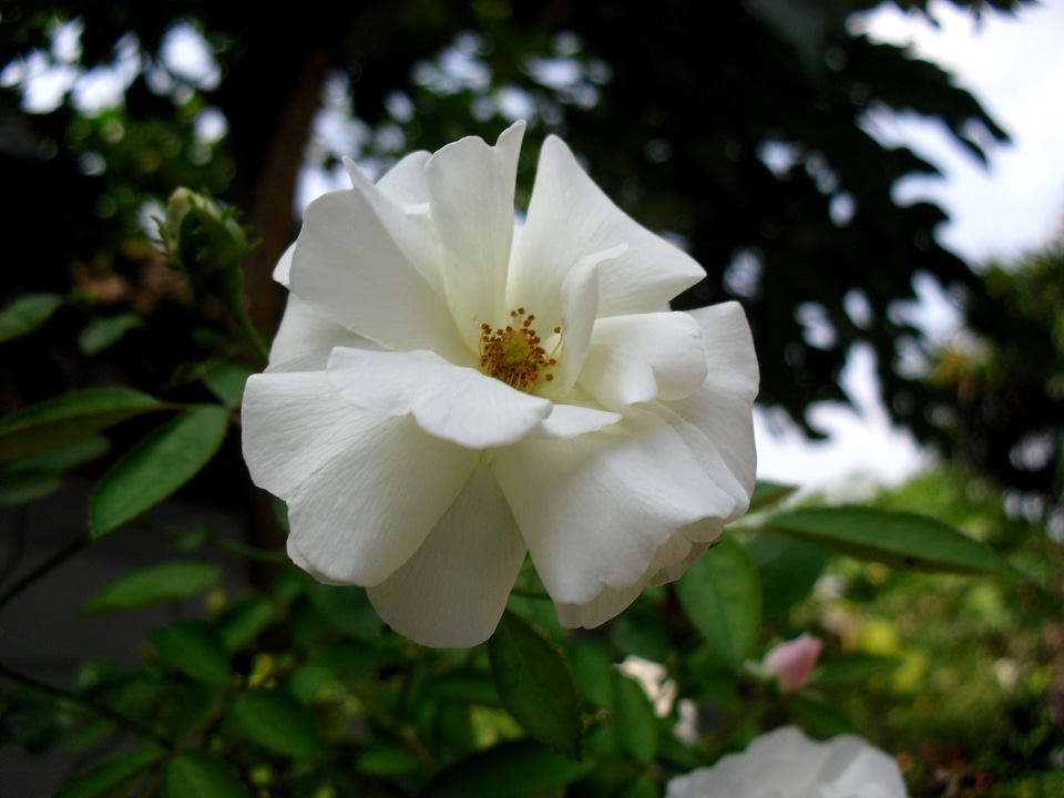 Flower beautiful flora